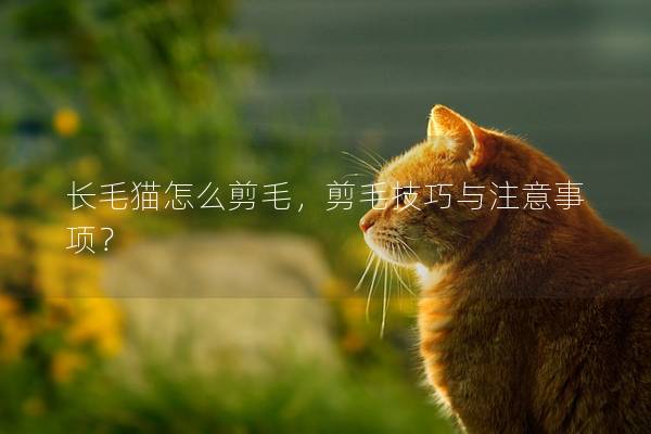 長毛貓怎么剪毛，剪毛技巧與注意事項？